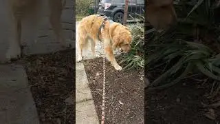 Courageous Charlie with some pep in his step on Pooch Chill