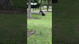 PATIENTLY WAITING FOR HIS PACK… 🥲💪 #canecorso #trending #funnydogs #shorts