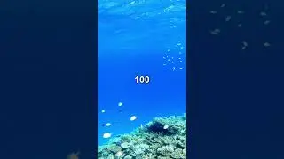 Crazy Blob Fish Facts You Won't Believe! | Noob Indian