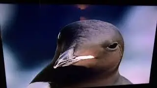 Animal Holiday Waltz of the Arctic Whales And Birds