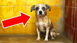 Scared Dog NEVER Wagged Her Tail Until She Met Her Foster Dad