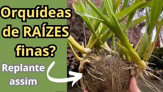Você tem dificuldade com as Orquídeas de raízes finas? Replante assim!!!