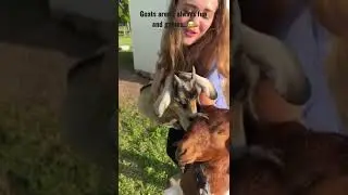 Goats Head Butting😂🐐