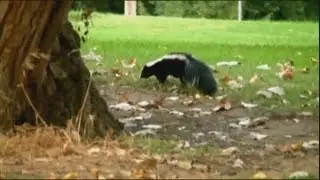 Carlsbad skunk tests positive for rabies