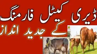 desi formulla for milking animal#milk booster#how to increase milj#
