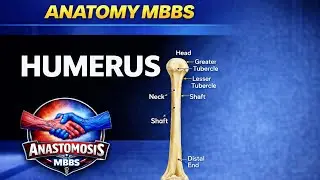 Humerus - Upper limb anatomy 3d explanation 