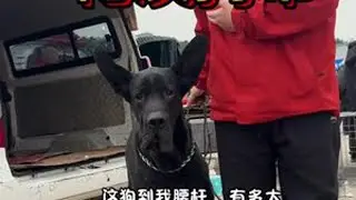 贵州最大狗市，花溪狗市发现巨型黑狼。太大太帅了！#贵州最大狗市在哪里 #花溪狗市 #花溪狗市赶集时间 #黑狼犬可以长到多大