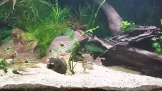 1100l Geophagus Winemilleri, Satanoperca Mapiritensis  und Deamon