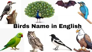Birds Name For Kids | Birds Name in English | Educational Video For Kids & Toddlers