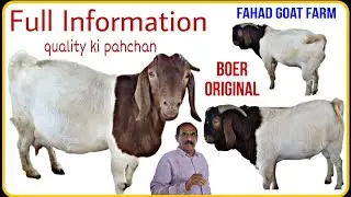 Boer Bakri Ki Pahchan A To Z Information Top Boer Goat | Fahad Goat Farm Solapur