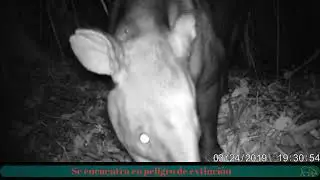 El Tapir Controamericano (Tapirus bairdii)