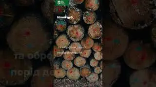 Розповідаємо про компанію Wood Industries, яка належить до сектору ONUR GROUP Production.
