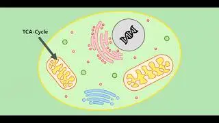 Visualization of Biochemical Processes - Storage of Platelets
