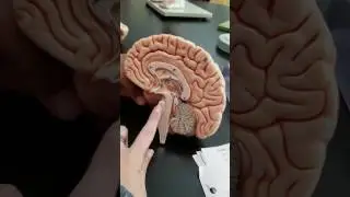 Brain Labeling! Brainstem!