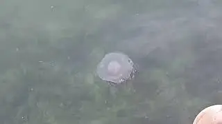 Jellyfish in Arabian gulf #jellyfish #friedegg #arabiangulf