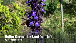 Valley Carpenter Bee (female) (Xylocopa varipuncta)