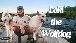 Loki the Wolfdog: A Tale of Adventure, Freedom, and Love