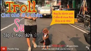 Ch&uacute; ch&oacute; đi hai ch&acirc;n| TROLL cho Su ăn Kẹo Dừa d&iacute;nh răng v&agrave; c&aacute;i kết(dogs walk on two legs)|Poodle vlog