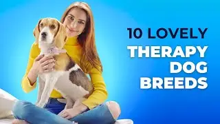 Top 10 Therapy Dog Breeds: Spreading Comfort and Joy