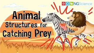 Animal Structures for Catching Prey