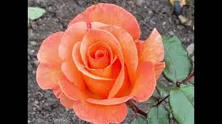 Aberdare Park in bloom South Wales 31.08.2021