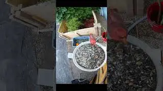 Can AI Help Us Better Understand Bird Behavior? Cardinal - 24 July 2025 #gardeni #shorts