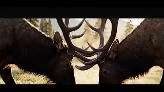 #elk #fighting 