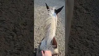 Passt der Filzsattel besser als der Lederbaum-Sattel? 🤔🤯 #sattel #horse #saddlefit