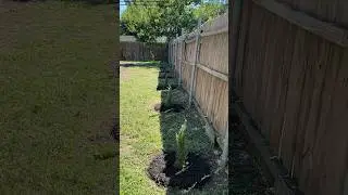 Finally decided to spruce up our Italian Cypress trees 🌲🫶🏼🪵 #trees #italiancypress #mulch