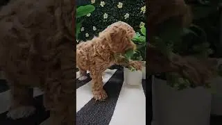 🚨Get Ready For Your Daily Dose of Cavapoo Cuteness! #cavapoopuppy   #cavapoo #cavapoos #shorts
