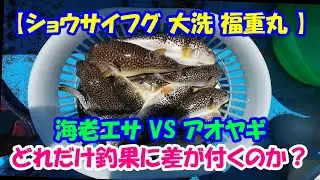 【ショウサイフグ 大洗 福重丸】えびエサ優勢の日にアオヤギだけで粘ったらどうなる？