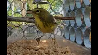 Pine Warbler