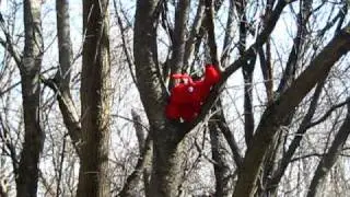 Tree Lobster