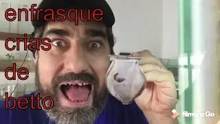Cuando enfrascar a los alevines del pez Bett oooo