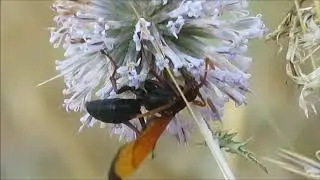 2018 12 07  ВЕЛИКОЛЕПНЫЙ ПОМПИЛ Pompilidae  НАСЛАЖДАЕТСЯ НЕКТАРОМ  ЧАСТЬ 1 ая