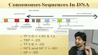Consensus sequences used in DNA transcription in eukaryotes