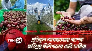 প্রতিকূল আবহাওয়ায় ব্যাপক ক্ষতিগ্রস্ত মিশিগানের চেরি চাষীরা | TBN24 NEWS | Michigan Cherry Farm