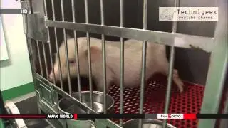 ips cells used to regenerate a pig knee successfully تقنية طبية مبهرة ستمكن المقعدين من المشي