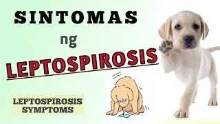 SINTOMAS NG LEPTOSPIROSIS SA ASO #philinsight #leptospirosis #dog #ShopeeTagToWin #shopeetagtowin