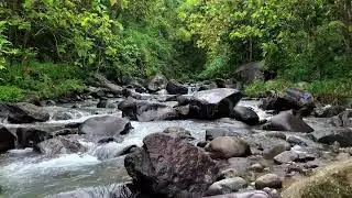 Quiet your heart with peaceful river flow along a green forest riverbank for deep rest