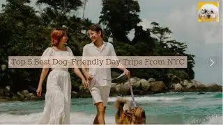 Top 5 Best Dog Friendly Day Trips From NYC  🐶⛱️