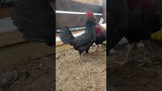 Backcrossing her to her sire  #heritagebreed #gamefowllife #homestead #chickensofinstagram #forloveo