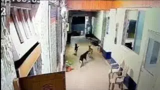 Leopard attack  in the Police Station, Ratnagiri District at night & dog was caught by the neck😢😨