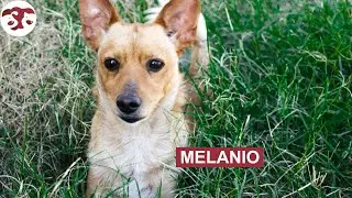 Melanio &ndash; Halb Hund, halb Fledermaus, ganz Herz