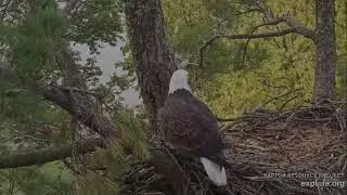 Trempealeau Eagles 10-16-25 MrsT short visit, brings nesting