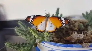 [#Insectology Ep1] Butterfly Spreading its Wing for the First Time |