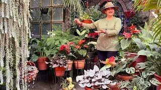 ¿Por qué DIO FLOR la Corona de María? Una Plaga, un Plan