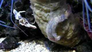 Ophioderma rubicunda eats Eurythoe sp. - Part 1