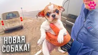 Мы не устояли! Купили щенка породы чихуахуа! Первая встреча!