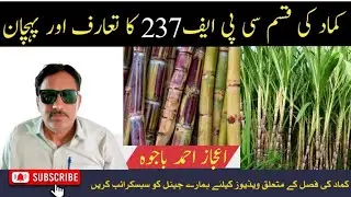 Introduction and Identification of sugarcane variety CPF-237